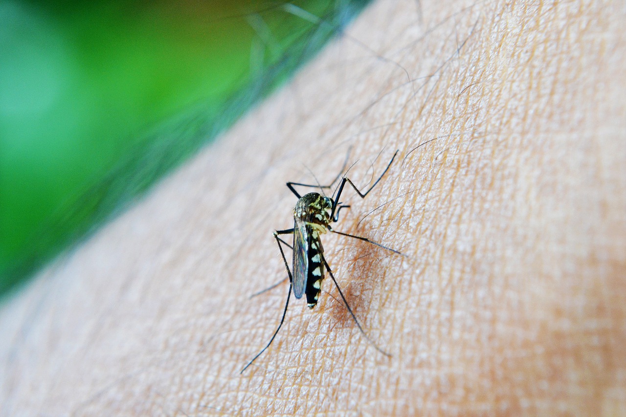 mosquito da dengue na piscina